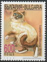 Burmese (Felis silvestris catus)