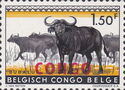 African Buffalo (Syncerus caffer) - Overprinted CONGO