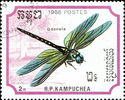 Banded Demoiselle (Calopteryx splendens)