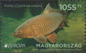 Common Carp (Cyprinus carpio)