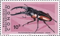 African Red Stag Beetle (Metopodontus savagei)