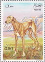Sloughi, Arabian Greyhound (Canis lupus familiaris)
