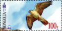 Saker Falcon (Falco cherrug)