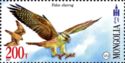 Saker Falcon (Falco cherrug)