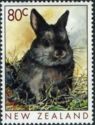 Netherland Dwarf Rabbit