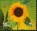 Sunflower (Helianthus annuus)