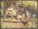 Wolf (Canis lupus)