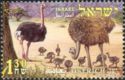 Ostrich (Struthio camelus)