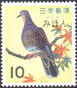 Oriental Turble Dove (Streptopelia orientalis)
