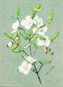 Eucryphia lucida