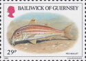 Striped Red Mullet (Mullus surmuletus)