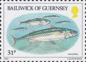 Atlantic Mackerel (Scomber scombrus)