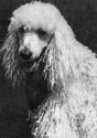 Dog Breeds. Poodle