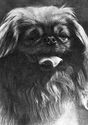 Dog Breeds. Pekingese