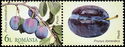 Plums (Prunus domestica)