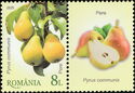 Pears (Pyrus communis)
