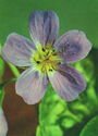 Geranium sylvaticum