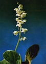 Pyrola rotundifolia