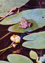 Nuphar lutea