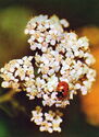 Achillea millefolium