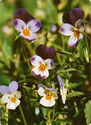 Viola tricolor