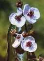 Sagittaria sagittifolia