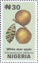 White star apple
