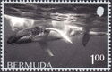 Whales of Bermuda