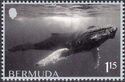 Whales of Bermuda