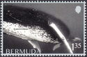 Whales of Bermuda
