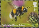 Buff-Tailed Bumblebee
