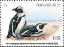 African Penguin (Spheniscus demersus)