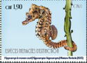 Short-Snouted Seahorse (Hippocampus hippocampus)