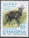 Menelik's Bushbuck (Tragelaphus scriptus meneliki)