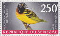 Village Weaver (Ploceus cucullatus)