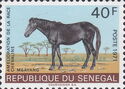 Mbayang (Equus ferus caballus)