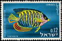 Royal Angelfish (Holacanthus imperator)