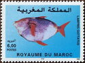 North Atlantic Opah (Lampris guttatus)
