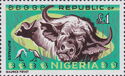African Buffalo (Syncerus caffer)