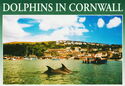 Dolphins in Cornwall, near Polruan, Fowey Harbour