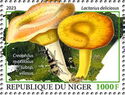 Lactarius deliciosus, Creophilus maxillosus subsp. villosus