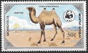 Bactrian Camel (Camelus bactrianus)