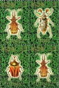 Beetles of the Caucasus