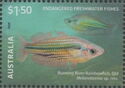 Running River Rainbowfish (Melanotaenia sp. nov.)