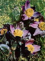 Pulsatilla patens