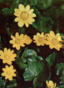 Ficaria verna