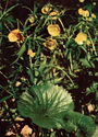 Ranunculus cassubicus