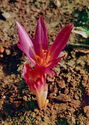 Colchicum autumnale
