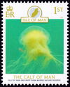 Calf of Man Wart Bank Marine Nature Reserve : Jellyfish