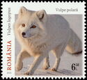 Arctic Fox (Vulpes lagopus)